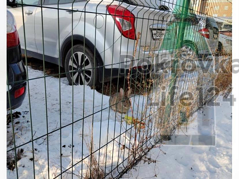 В Красноярске на парковке нашли символ 2023 года. Фото: Pokrovka_Life124