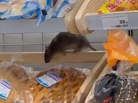 Появление большой крысы на полках с хлебом прокомментировали в красноярском «Магните». Скриншот: ЧП Красноярск