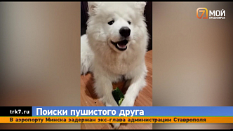 В Красноярске ищут сбежавшую собаку по кличке Молли 