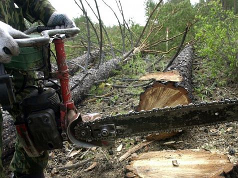 Ущерб от вырубки лесов в двух районах Красноярского края превысил 80 млн рублей. Фото: sibreal.org
