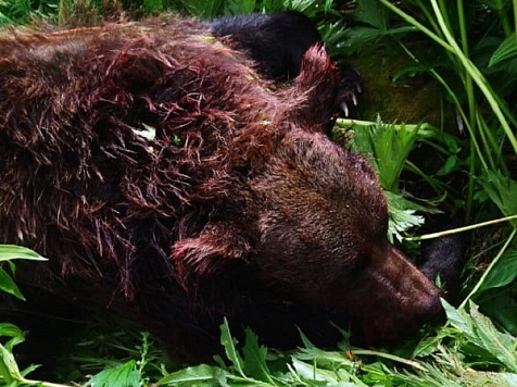 В красноярском природном парке объяснили цель публикаци фото убитого медведя. Фото: ergaki-park.ru