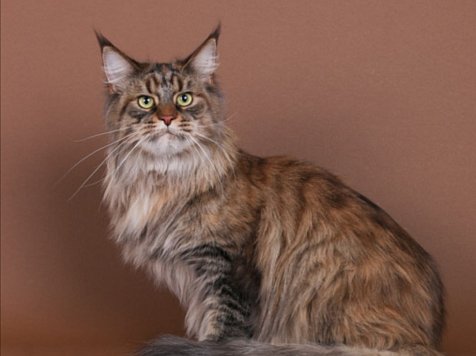 Мейн-куна из Красноярска признали лучшей кошкой-старожилом мира. Фото: World Cat Federation