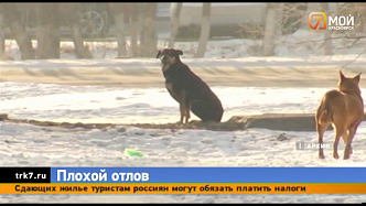 В Красноярске возбудили дело из-за плохого отлова безнадзорных животных