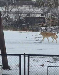 50 тысяч рублей заплатит хозяин собаки из Красноярского края за то, что не посадил её на цепь