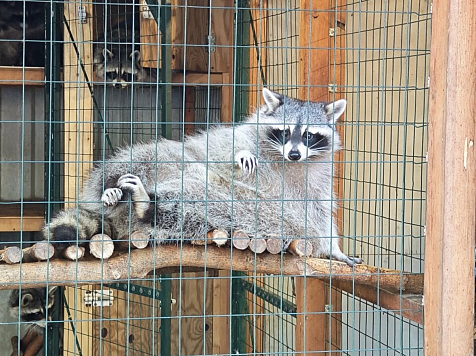 Владелица зоопарка в Красноярском крае ответит в суде за плохое содержание енотов. Фото: Александр Ерохин, Яндекс Карты