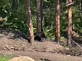 Медвежонок вышел к красноярцам на Серебряниковском пруду у «Гремячей гривы»