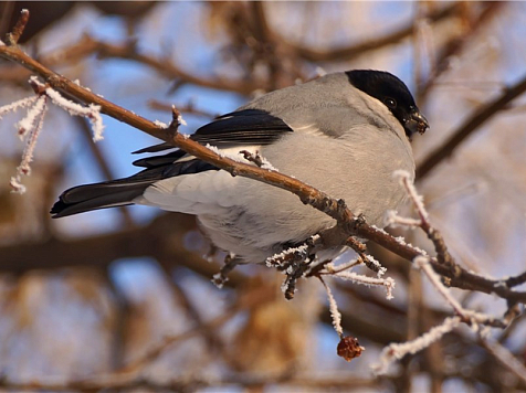 В Красноярском крае заметили редких серых снегирей. Фото: Элинор Пэйт
