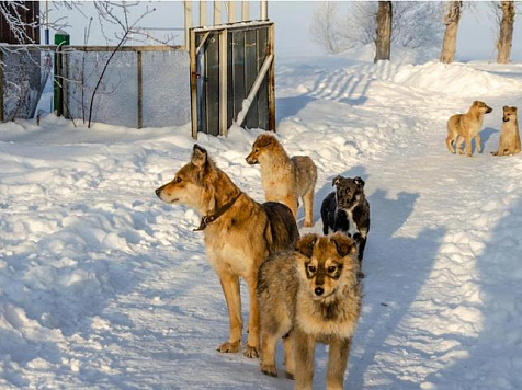Хозяйку 15 собак выселили из квартиры в Норильске после жалоб соседей					     title=