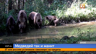 Поближе к людям — поселок Манский страдает от нашествия медведей 