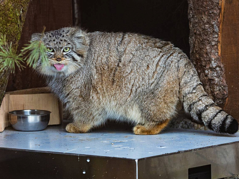 Сотрудники красноярского «Роева ручья» откормили манула Бориса. Зачем?