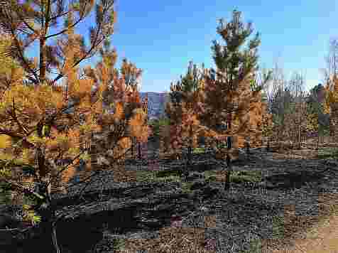 Пожар в «Гремячей гриве» уничтожил десятки сосен. Фото: Ася Жукова / <a href="https://www.krsk.kp.ru/daily/26972.5/4030955/">krsk.kp.ru</a>