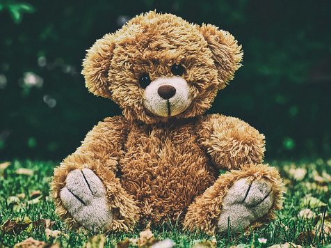 В Норильске пьяный мужчина украл плюшевого медведя для своей возлюбленной. Фото:  pixabay