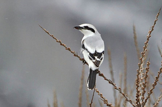 «Крылатый мясник»: редкую краснокнижную птицу заметили в Красноярском крае