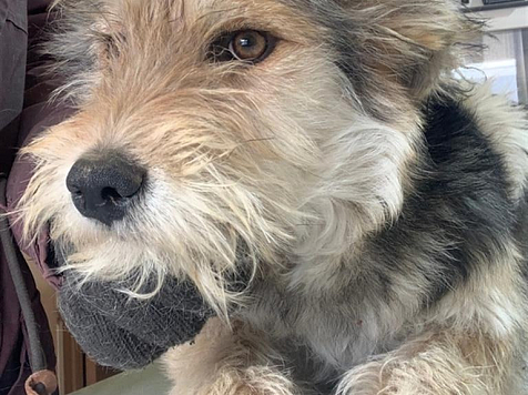 Красноярцы забрали из приютов в этом году 114 собак, ещё 1223 пса ждут своего часа. Фото: Мэрия Красноярска