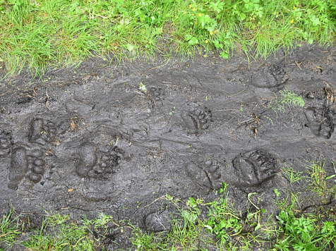 Медведей, чьи следы обнаружили на красноярских Столбах, убивать не будут. Фото: Надежда Гончарова
