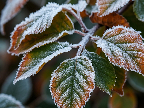 Заморозки до -1°C ожидаются в Красноярском крае 10 сентября. Фото: Яндекс Шедеврум