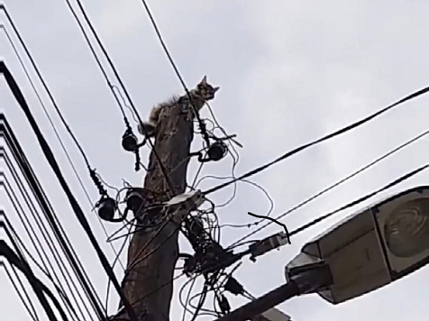 В Красноярске кошка забралась на столб и не может оттуда слезть. Фото и видео: "7 канал Красноярск"