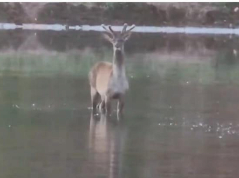 На красноярском промышленном объекте спасли марала от своры диких собак. Фото: СГК