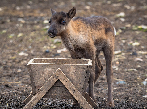 В красноярском зоопарке показали новорождённого оленёнка. Фото: «Роев ручей»