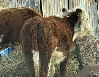 Пенсионер из Дубинина «поднялся» на чужом скоте
