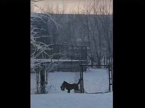 В Красноярске бездомный пёс решил поиграть и стащил сменку у школьника. Фото, видео: vk.com/live_kras