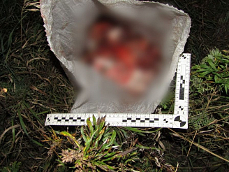 В Красноярском крае трое мужчин вышли на незаконную охоту и застрелили из ружья косуль