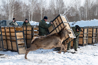 В Красноярском крае выпустят на свободу маралов