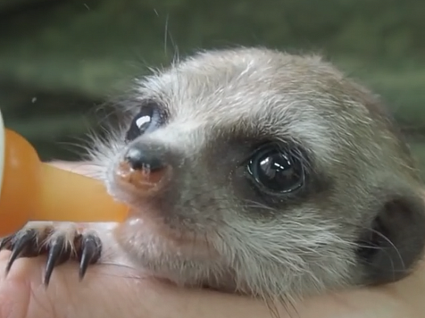 Трогательное видео кормления суриката показали в красноярском зоопарке. Фото, видео: instagram.com/roevzoo