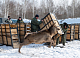 В Красноярском крае выпустят на свободу маралов