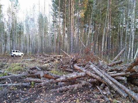 В Красноярском крае «чёрный лесоруб» получил тюремный срок за вырубку леса на 108 млн рублей. Фото: прокуратура Красноярского края