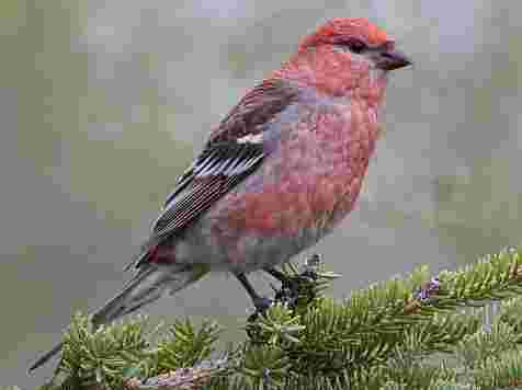 Редкую птицу щур с очень ярким оперением заметили на «Столбах» (фото). Самец щура. Фото: zapovednik-stolby.ru