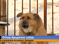 В Красноярске отловили почти 500 бездомных собак с начала года
