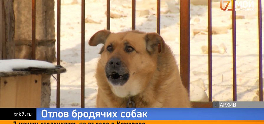 В Красноярске отловили почти 500 бездомных собак с начала года