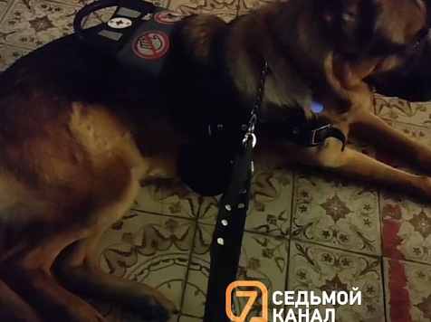 Немецкая овчарка впервые посетила красноярский Органный Зал