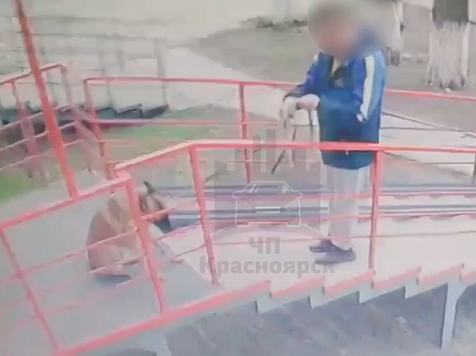 В Красноярске мужчина избил собаку возле магазина. Скриншот видео: https://t.me/kraschp