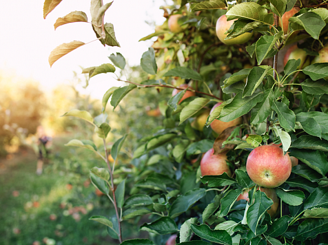 У яблонь на острове Татышев выставят охрану после разгрома деревьев. Фото: Freepik