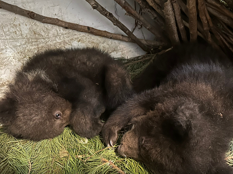 Как проходит реабилитация осиротевших медвежат в Красноярске?. Фото: Центр охраны дикой природы «Инстинкт».