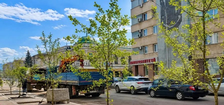 В центре Красноярска началась высадка деревьев