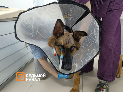 Овчарка с пробитой головой после операции на черепе идет на поправку в Красноярске