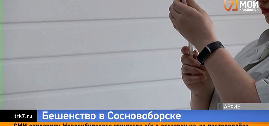 Многоэтажку в Сосновоборске закрыли на карантин из-за зараженного бешенством кота  