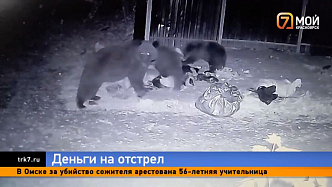 Дополнительные деньги — Красноярск может получить федеральное финансирование на борьбу с медведями