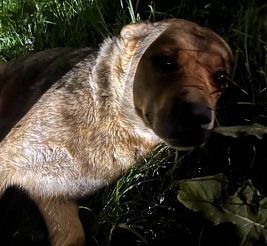 В Ачинске жители самовольно травят чипированных собак