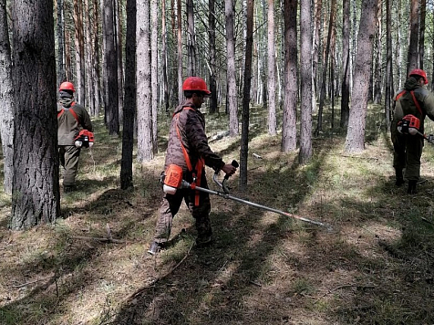 Красноярские ученые открыли причину размножения короеда в лесах. Фото: пресс-служба краевого Лесопожарного центра