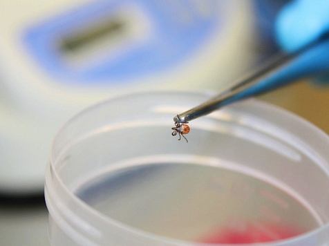 Красноярцам рассказали, что делать с пойманным клещом . Фото: Сибирский научно-клинический центр ФМБА