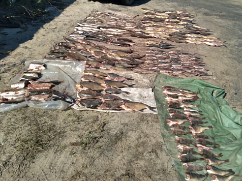 Браконьер наловил рыбы на 129 тысяч рублей в Красноярском крае. Фото: МВД
