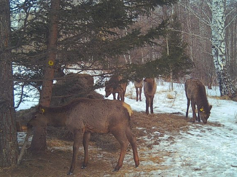 На природные территории Красноярского края выпускают краснокнижных маралов. Фото: minleskrsk