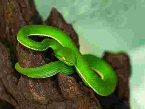 Неядовитая змея укусила ребенка в квест-руме — СК начал доследственную проверку. Фото: Василиса Малышева / vk.com/reptomirok