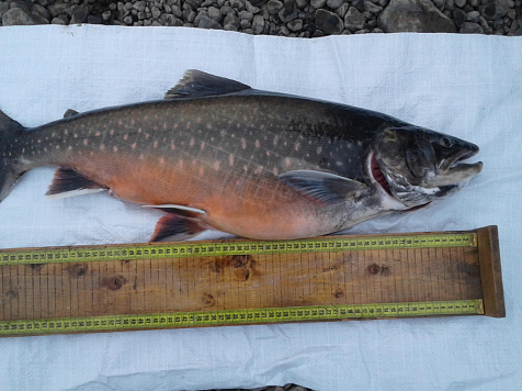 Красноярцы отказываются от морепродуктов . Фото: Енисейрыбвод