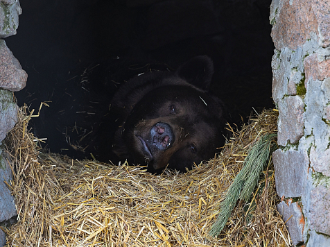 Медведи вышли из спячки в красноярском «Роевом ручье». Фото: парк «Роев ручей»