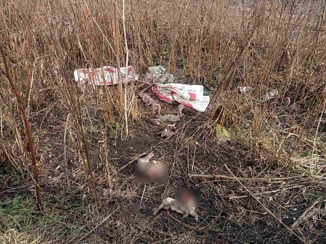 Свалку с останками свиней обнаружили в Красноярском крае . Фото: МВД